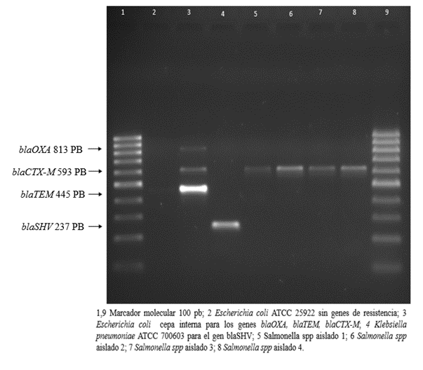 Electroforesis
en gel de agarosa al 1.5 %.