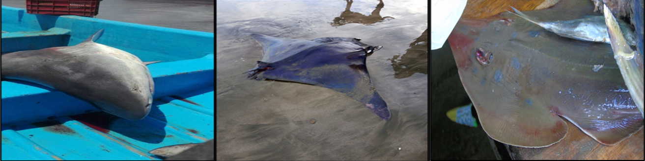 De
izquierda a derecha: Tiburón Toro (Carcharhinus leucas), Mantaraya (Mobula thorstoni) y
Pez Guitarra (Pseudobatos glaucostigmus).