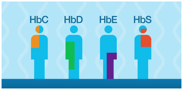 Figura
2. Fraccionamiento de las hemoglobinas utilizando Equipo D-10 para fracciones
variantes. 