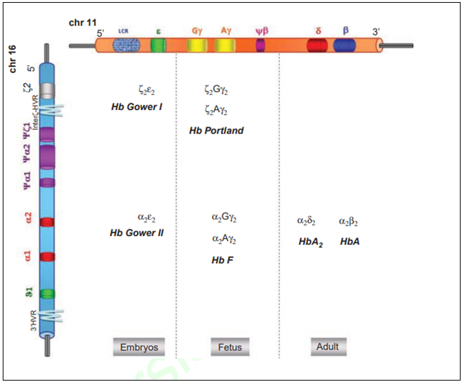 Figura 3. Genes de hemoglobina humana